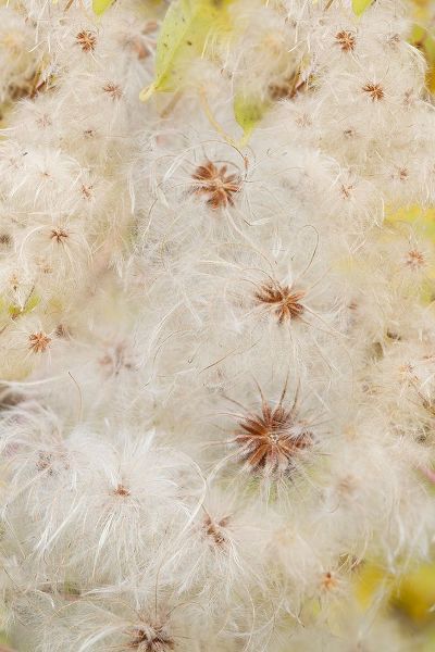 Jaynes Gallery 아티스트의 USA-Colorado-Uncompahgre National Forest Seedheads of clematis plant작품입니다.
